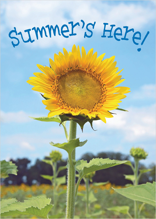 Summer's Here!